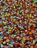 Barvy-podzimu