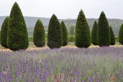 provence_342